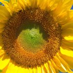 Workshop Planten, bomen en bloemen schilderen