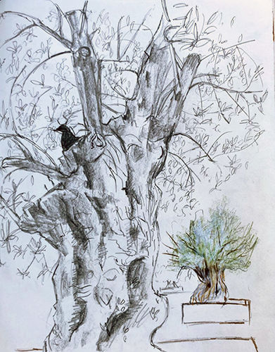 Workshop Olijfbomen tekenen