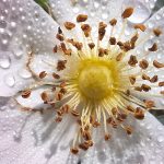 Workshop Smartphone fotografie Thijssepark