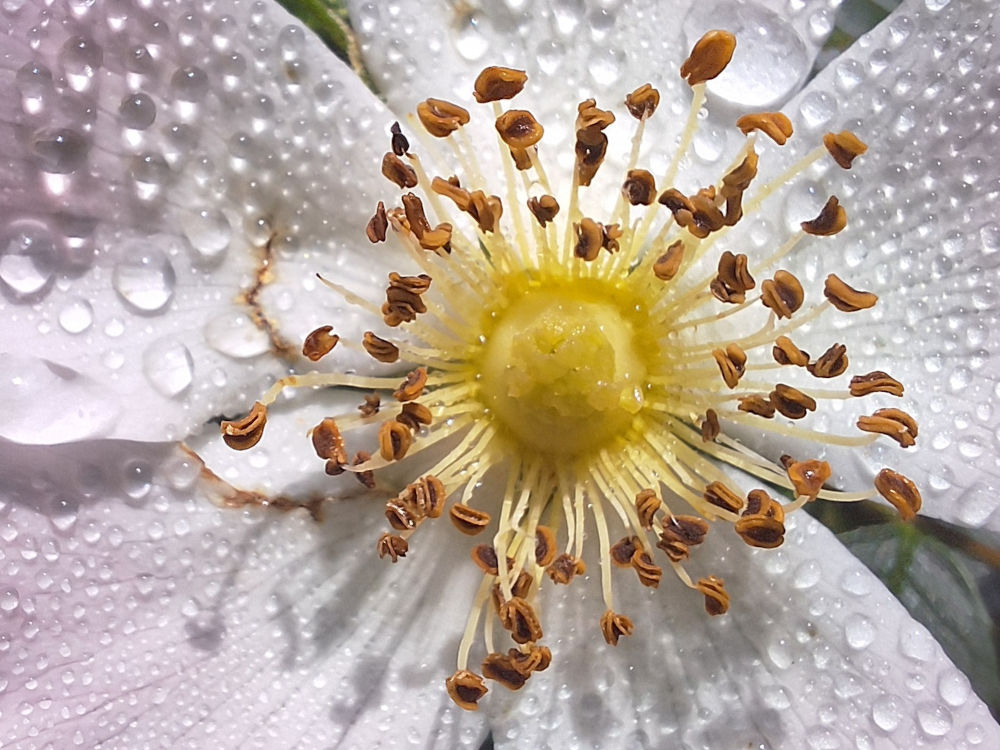 Workshop Smartphone fotografie Thijssepark