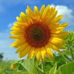 Workshop Bomen, planten en bloemen tekenen en schilderen