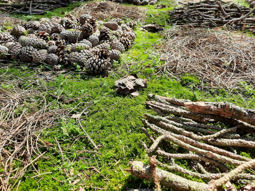 Workshop Ontdek en maak Landart (14+)