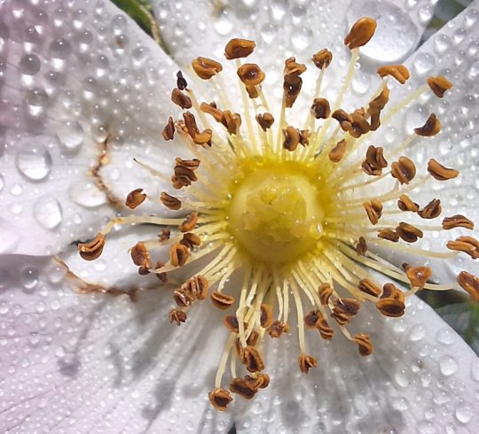 Workshop Smartphone fotografie Thijssepark