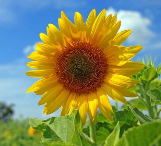 Workshop Bomen, planten en bloemen tekenen en schilderen
